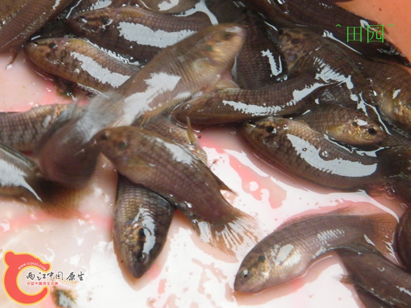 DSCF3026_副本.jpg