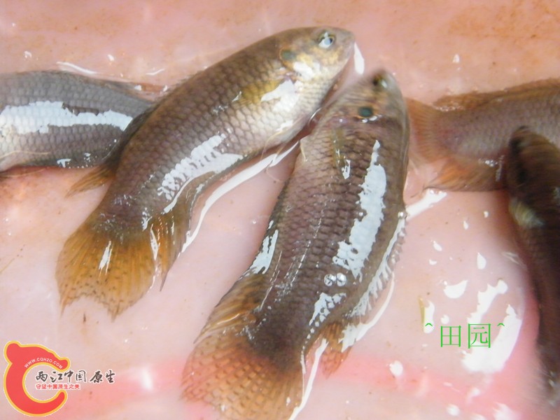 DSCF3032_副本.jpg