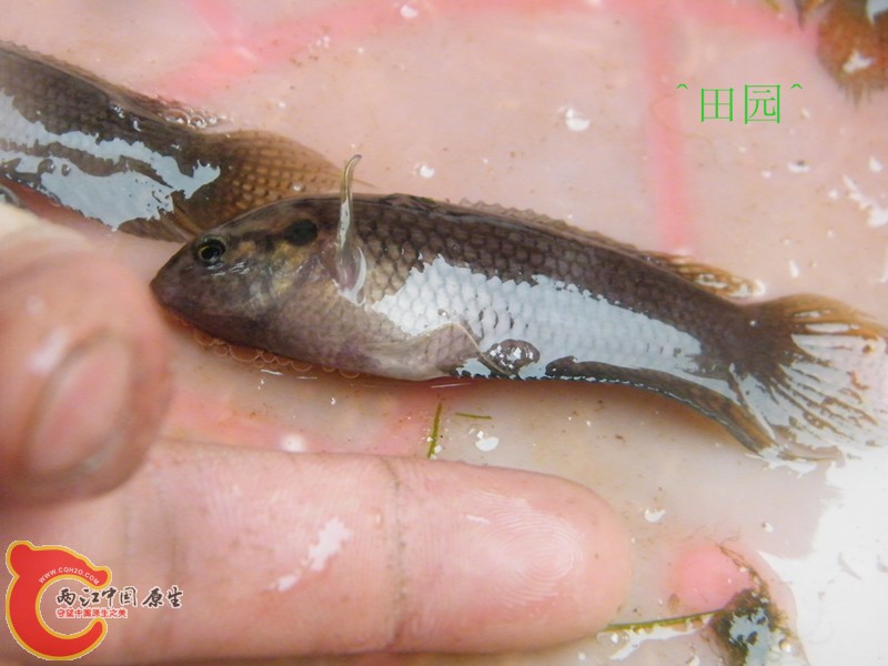 DSCF3033_副本.jpg
