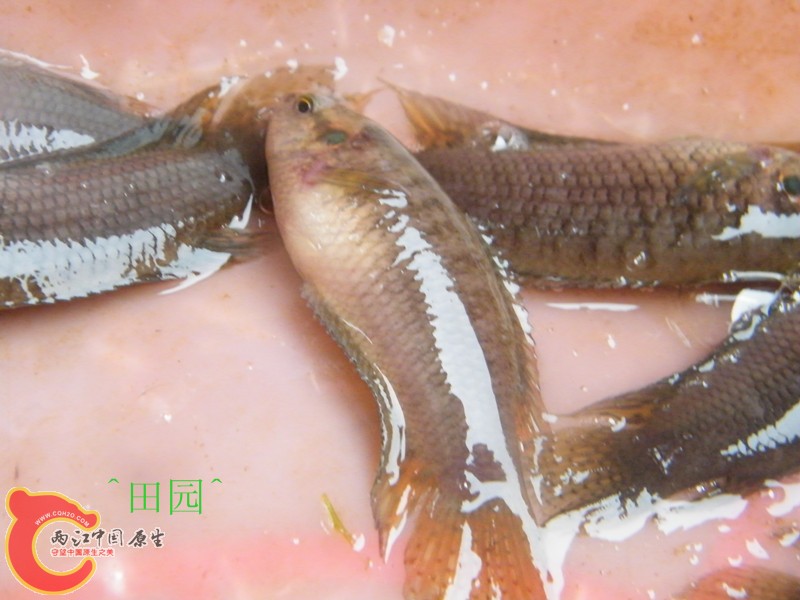 DSCF3035_副本.jpg