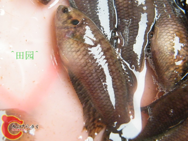 DSCF3036_副本.jpg