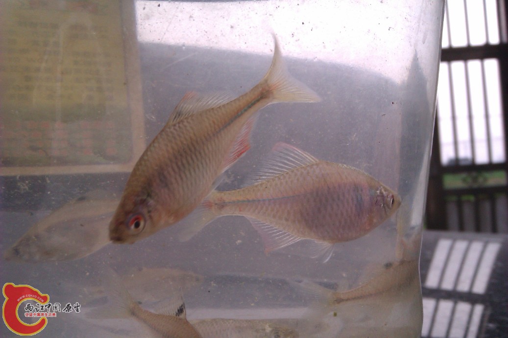 IMAG0057.jpg