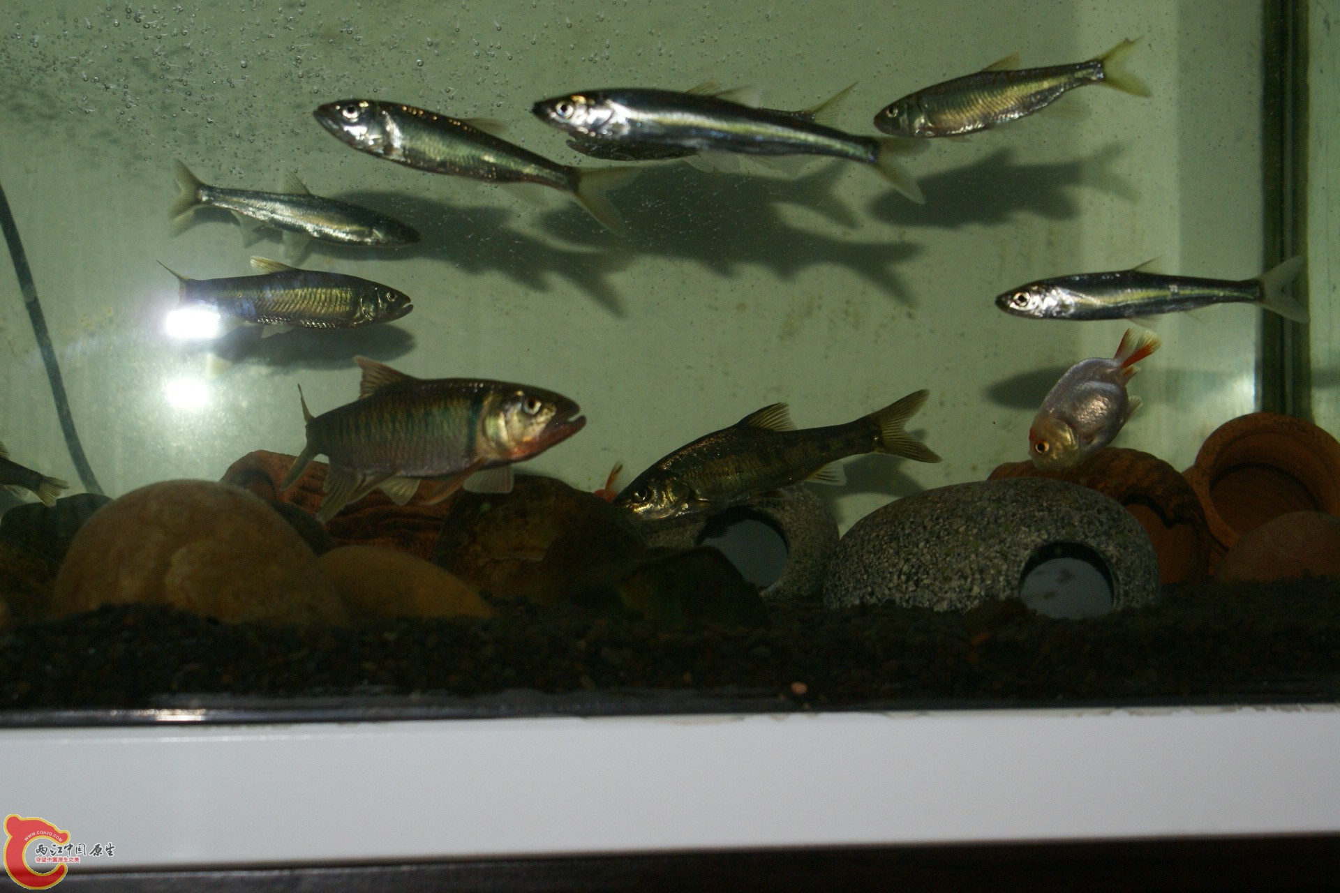 DSC07786.JPG
