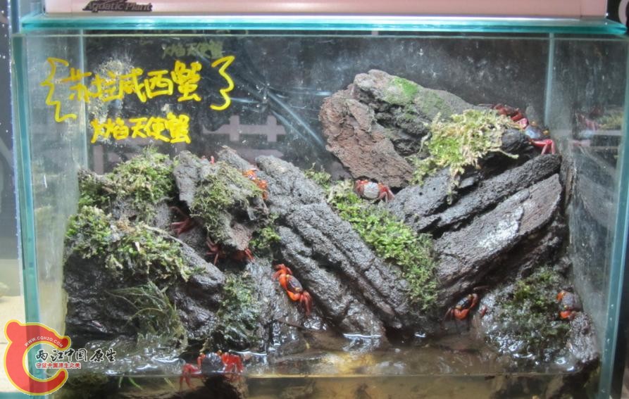 蟹.jpg