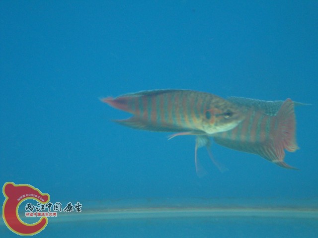 DSC01046.JPG
