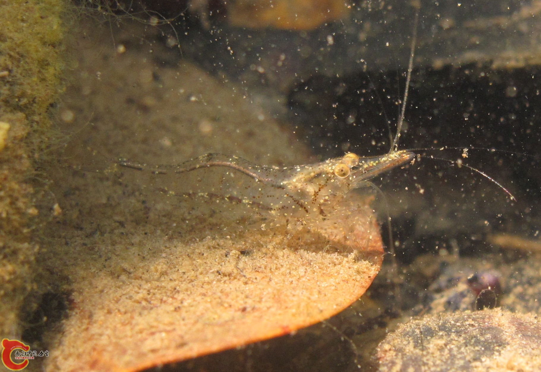 長額米蝦Caridina longirostris