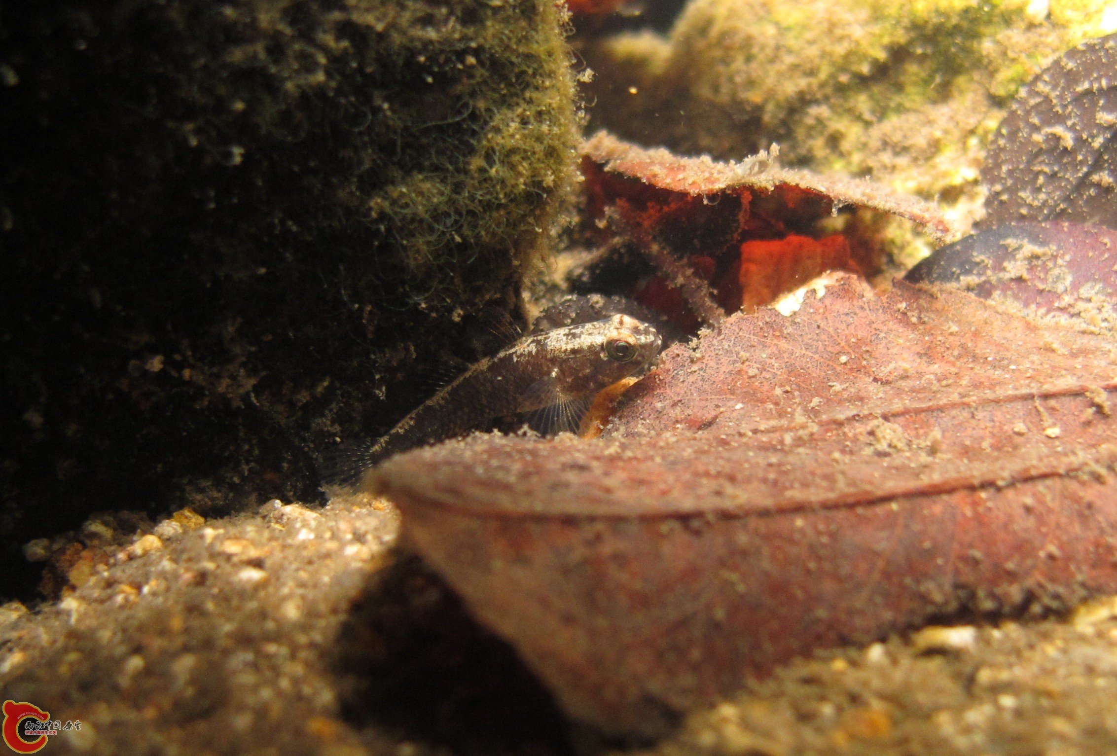 雷鰕虎魚Redigobius sp.