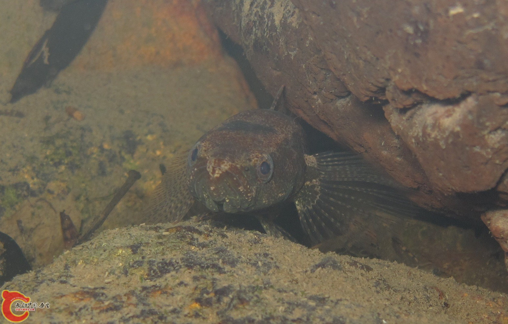 尖頭塘鱧 Eleotris oxycephala