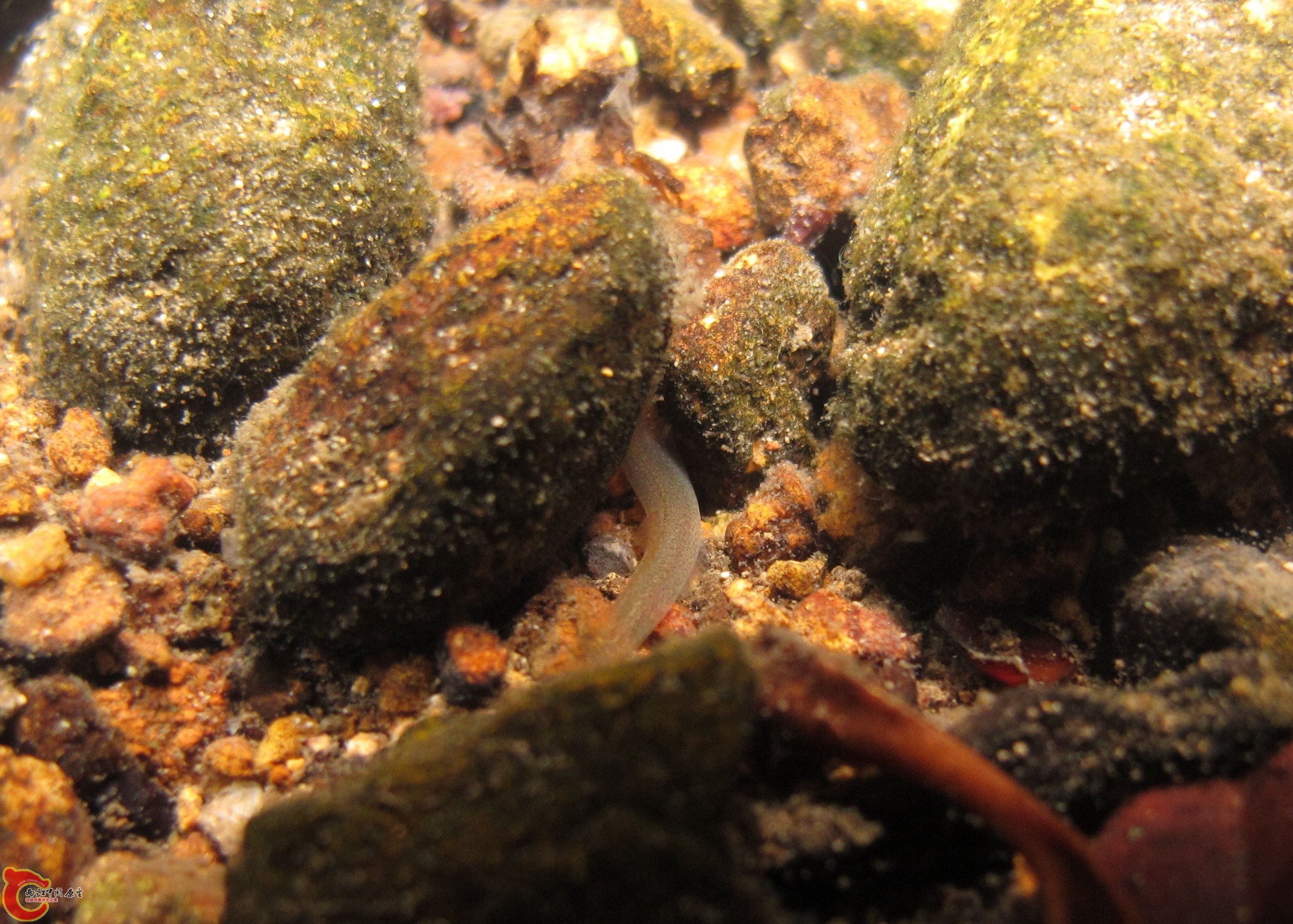 一種 竿鰕虎魚 Luciogobius sp.