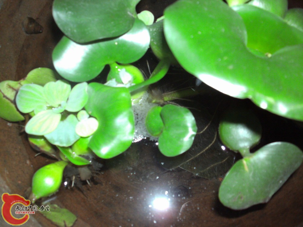 PICT0287.JPG