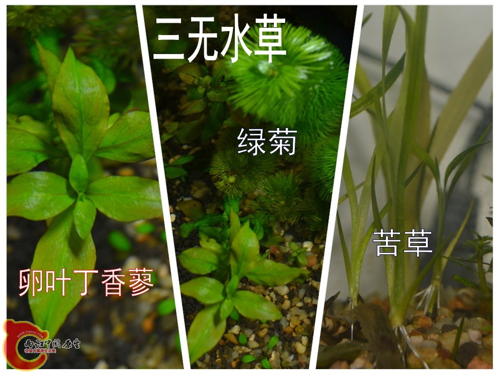 三无水草.jpg