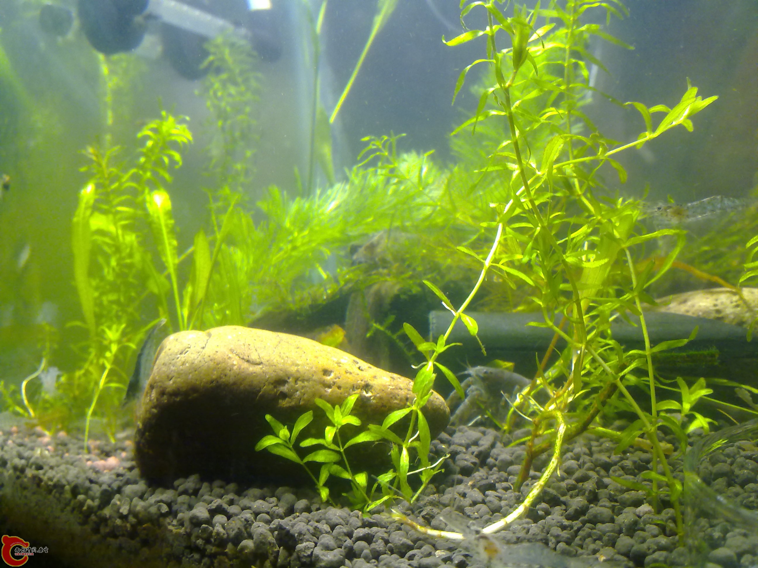 这两种草不认识