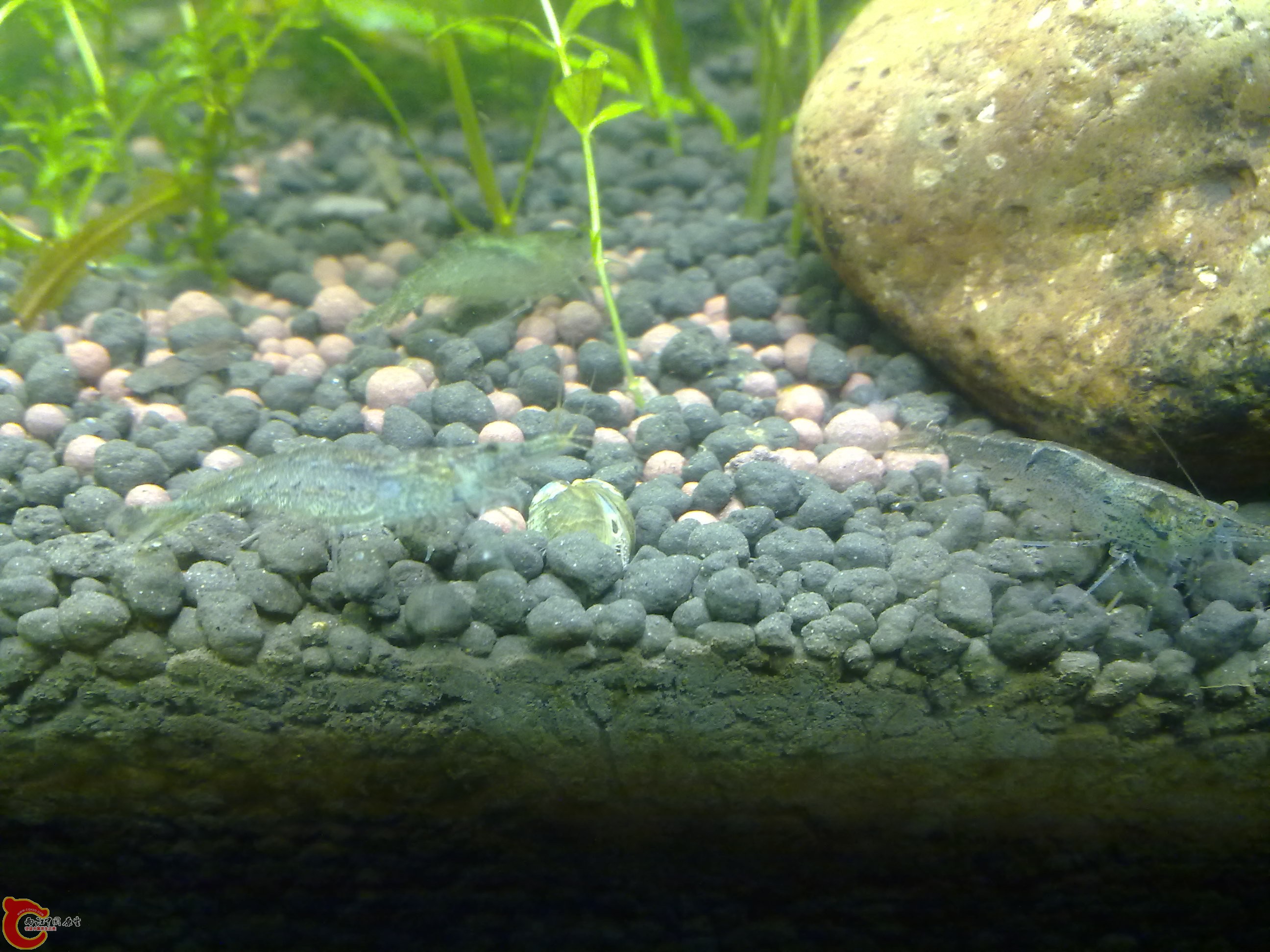 小贝壳，这东西不像河蚌会深钻入泥