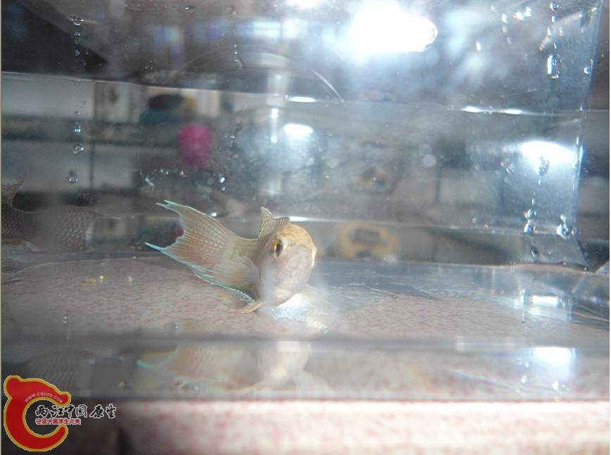 `PM@~0D`__HOKBQF3%U51{X.jpg