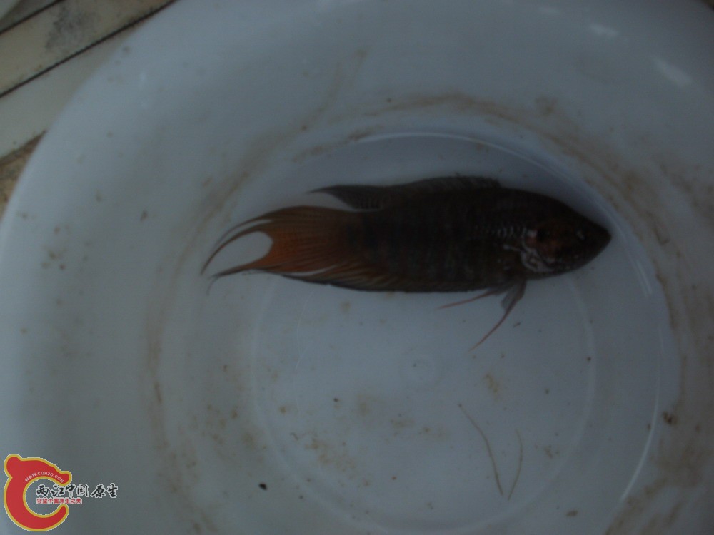 PICT0333.JPG