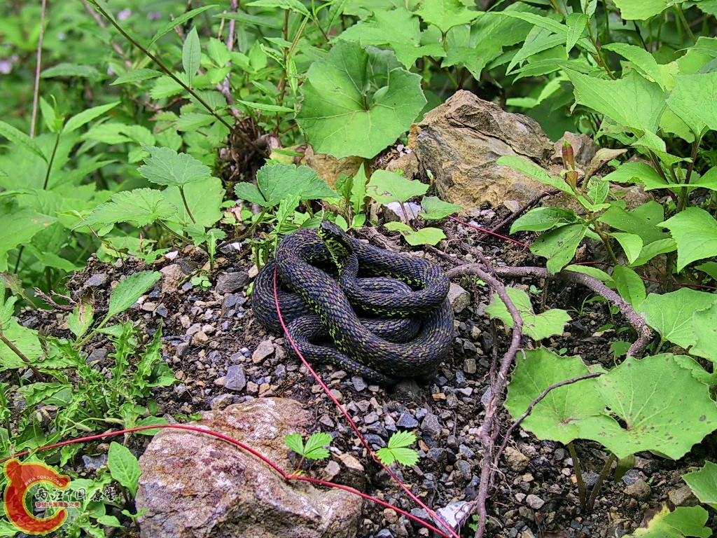 106-0679_IMG4.jpg