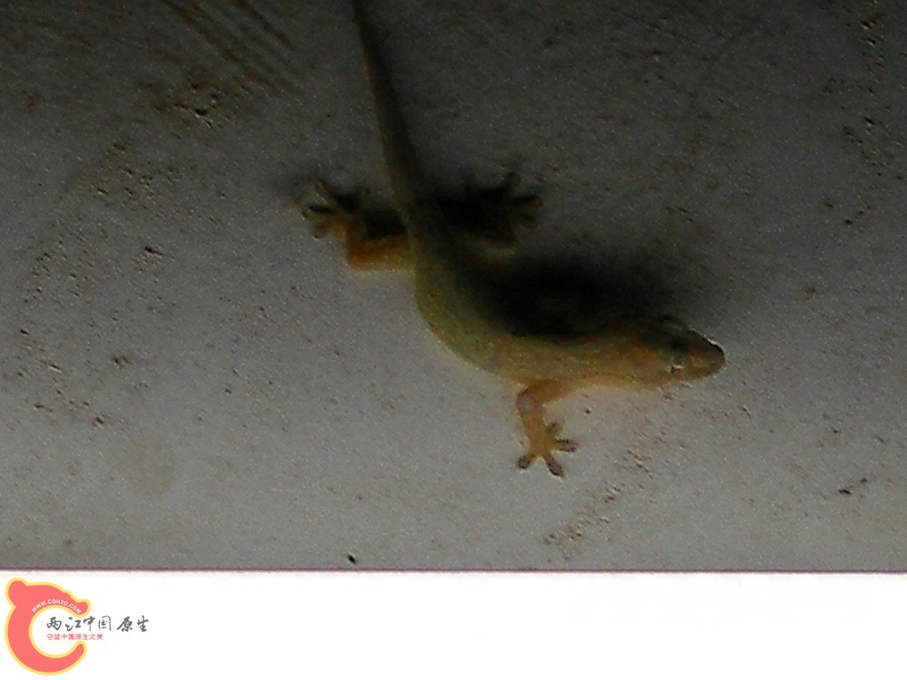 DSCN05256.jpg