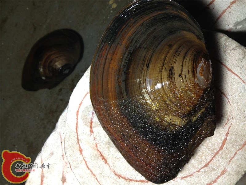 准备繁殖用的蚌