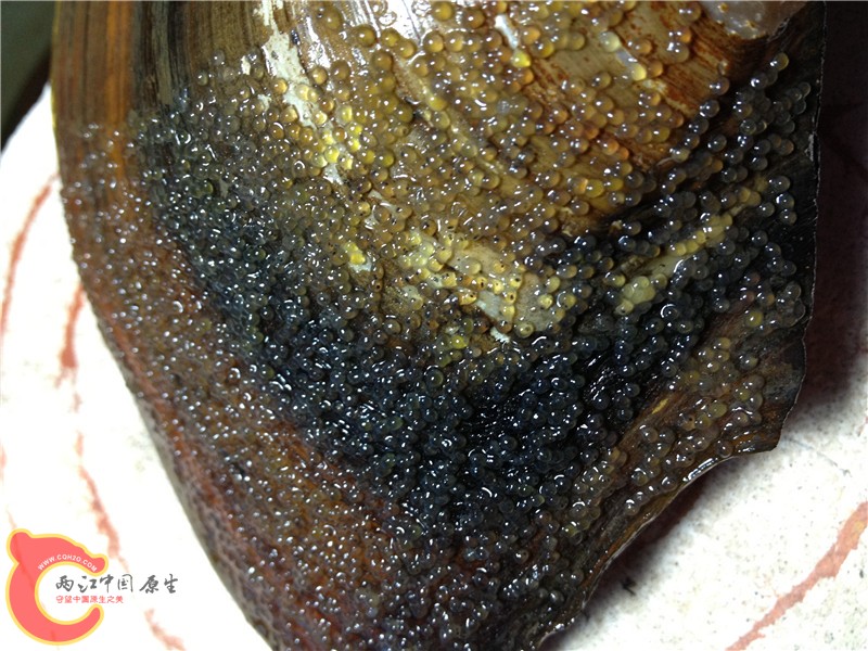 很多卵中见有2个黑点