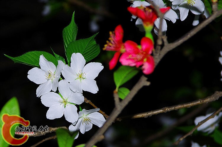 IMGP2179.jpg
