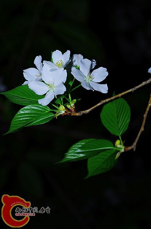 IMGP2173.jpg