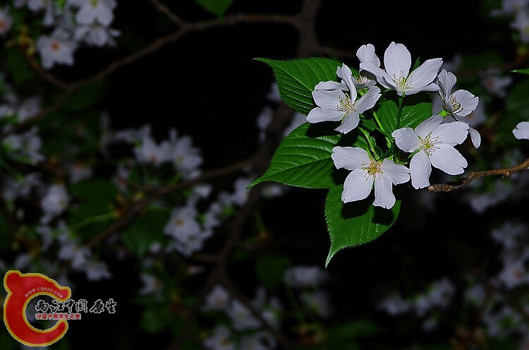 IMGP2270.jpg