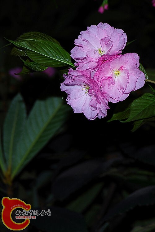IMGP2274.jpg