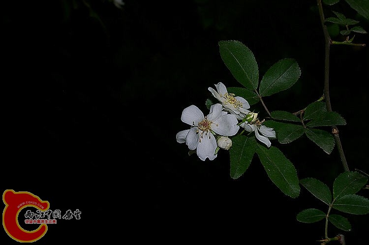 IMGP7811.jpg