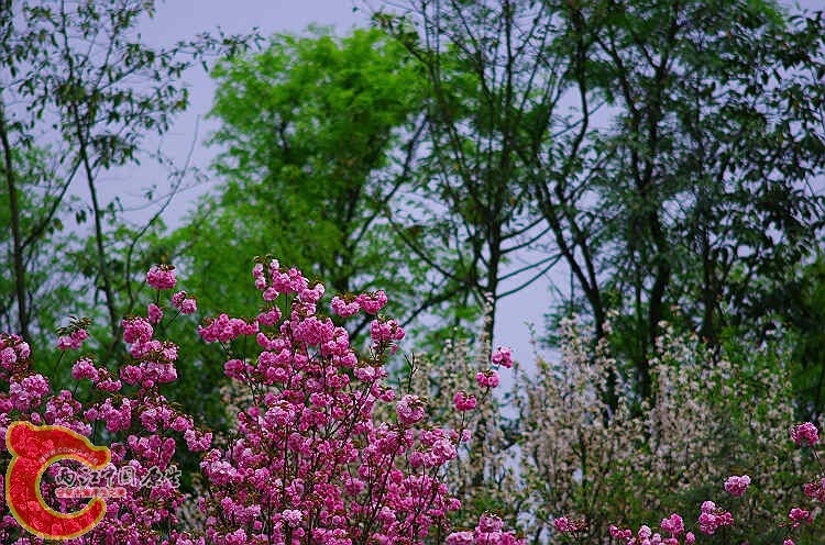 IMGP2383.jpg