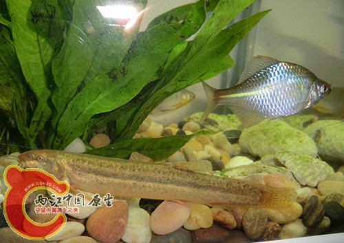 一条金色的泥鳅