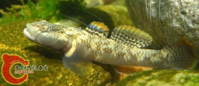 Rhinogobius SP（鸡鸣吻虾虎） (1).jpg