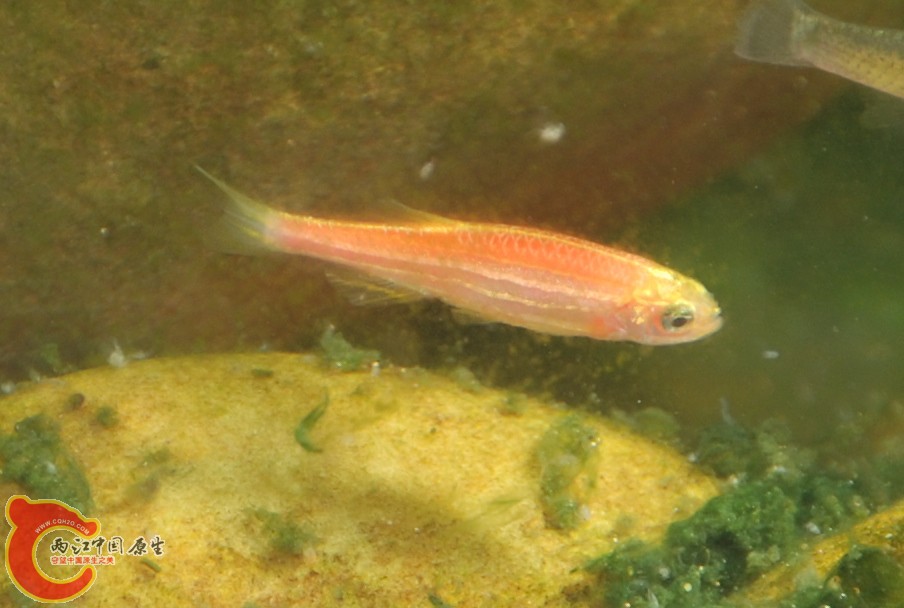 鱼6