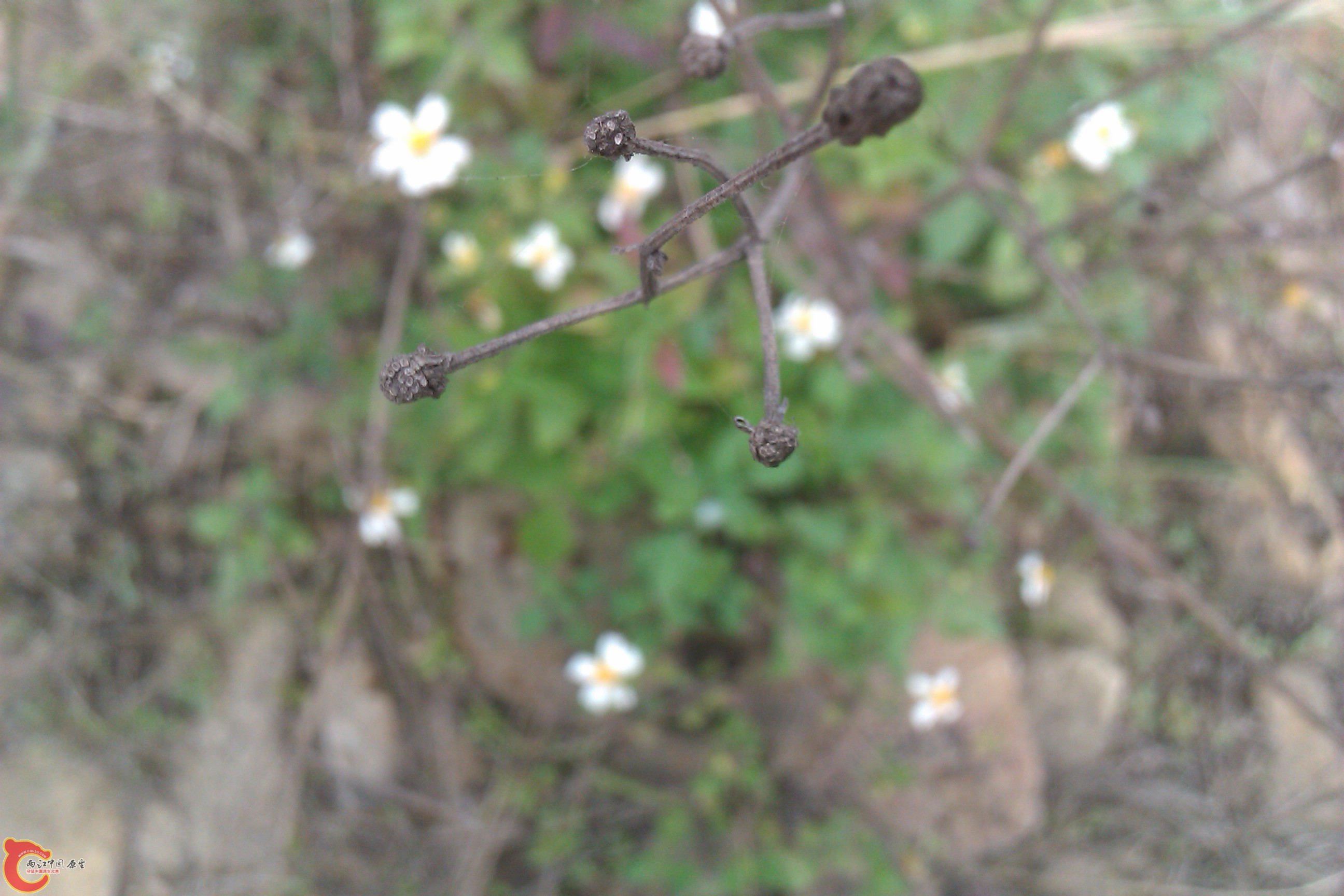 IMAG0063.jpg