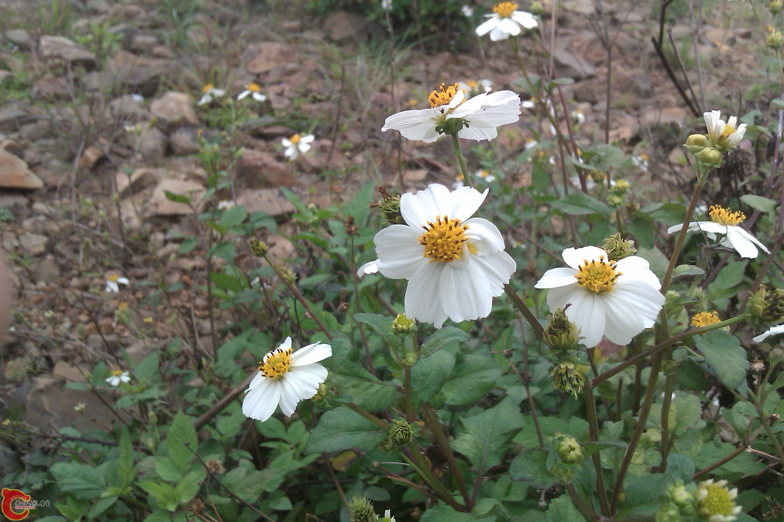 IMAG0062.jpg