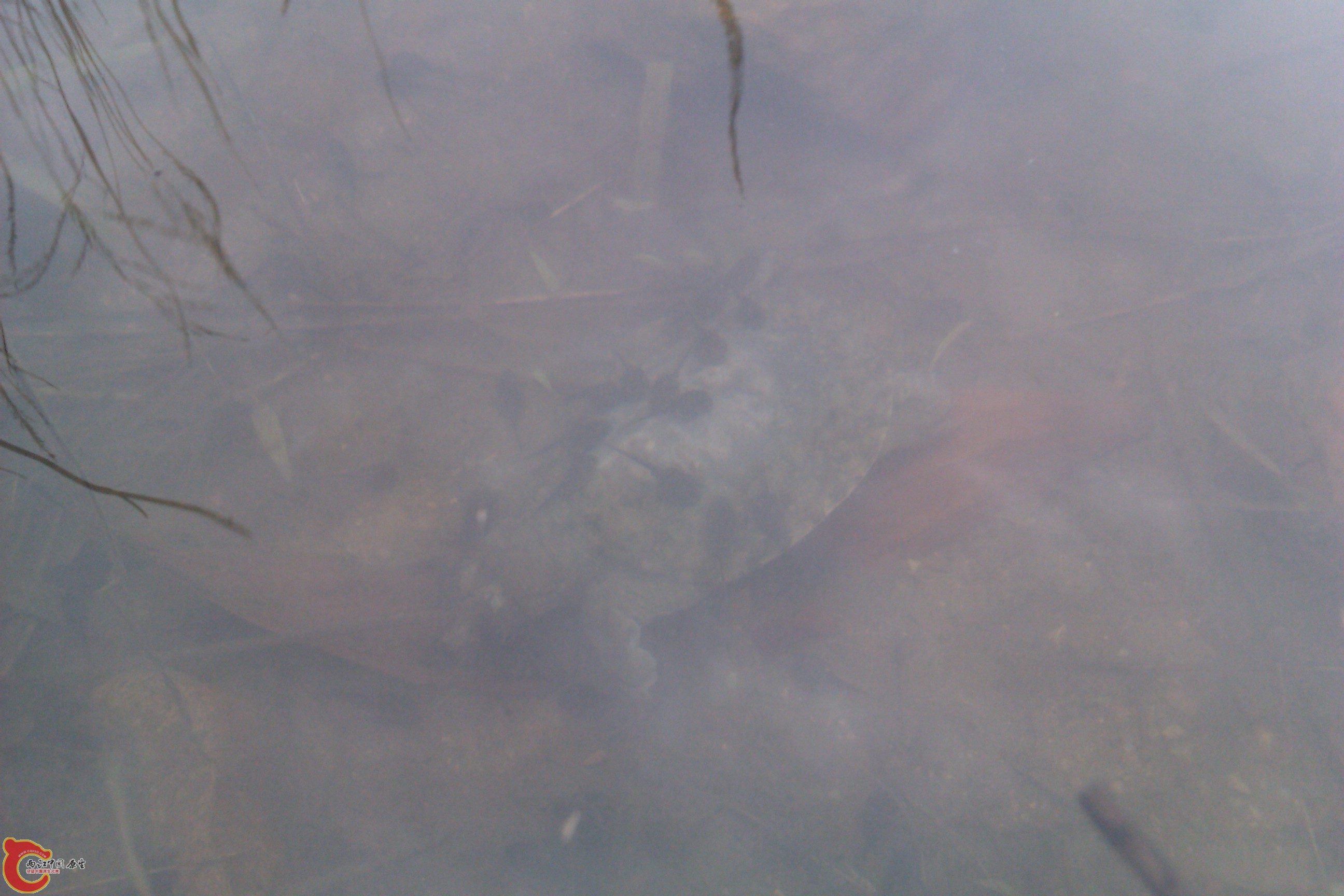 IMAG0044.jpg