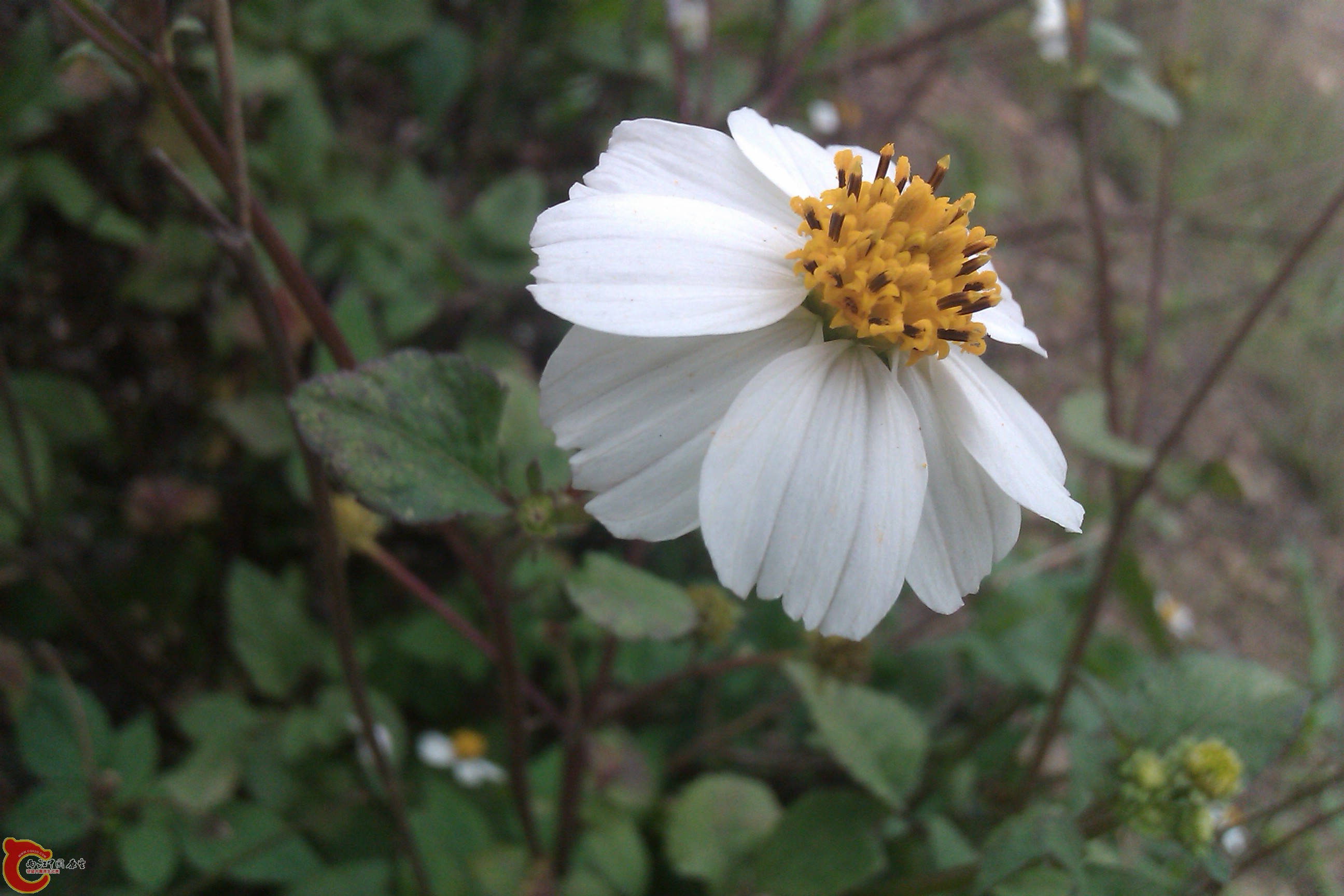 IMAG0061.jpg