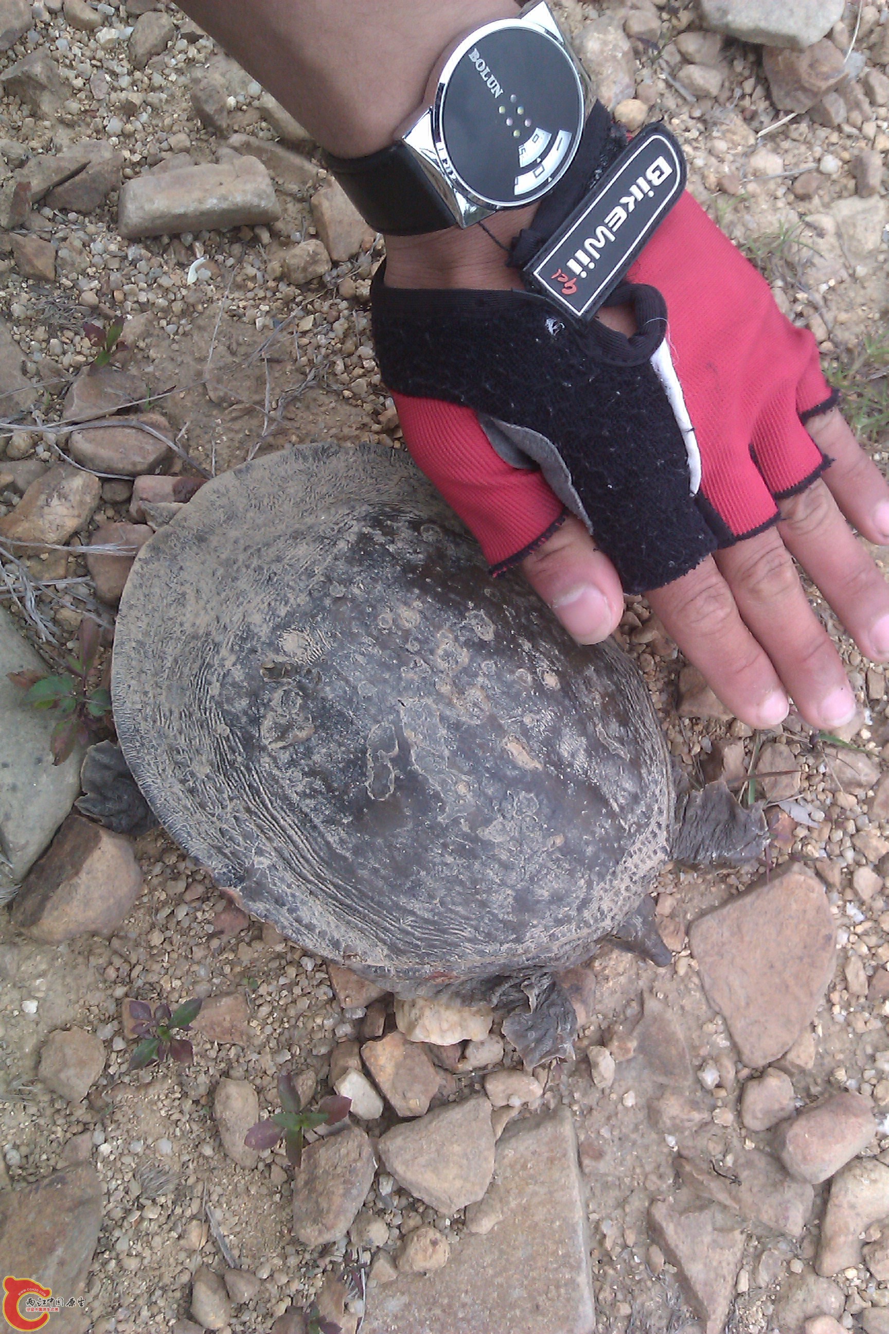 IMAG0037.jpg