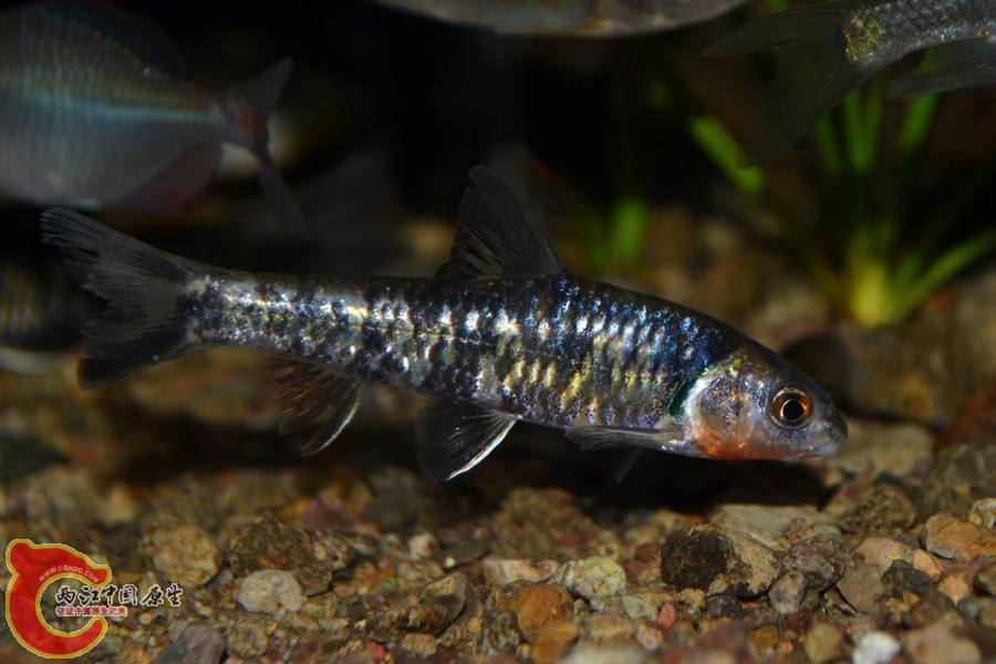 DSC_7759.JPG