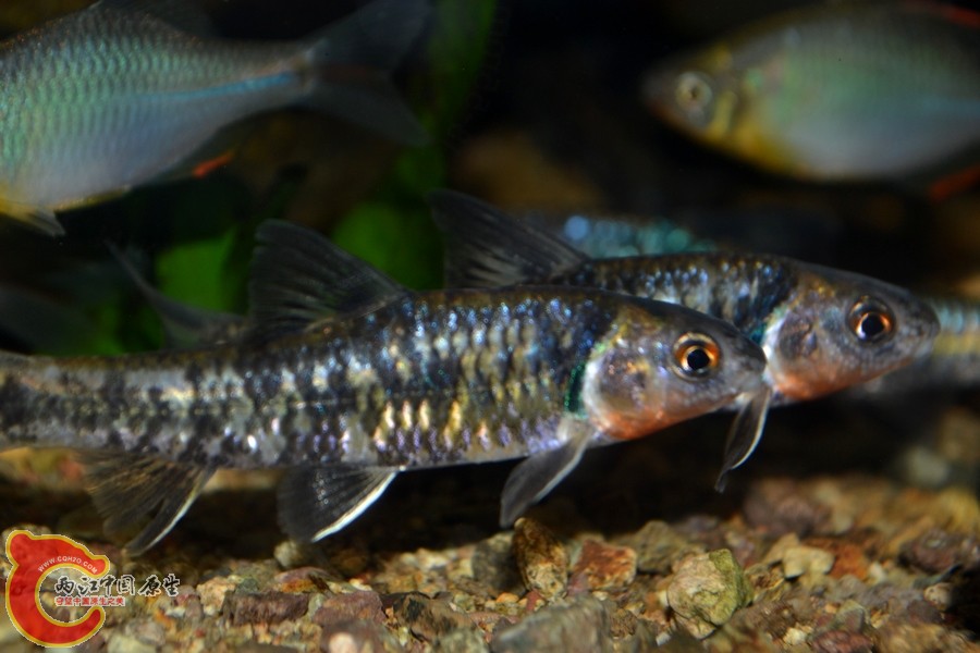 DSC_7764.JPG