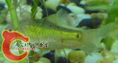 小鲃.JPG