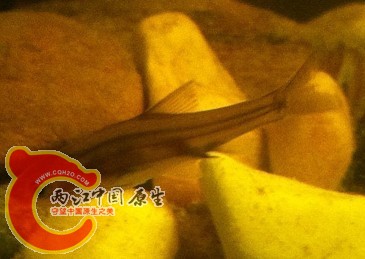 宝宝vvv名.jpg