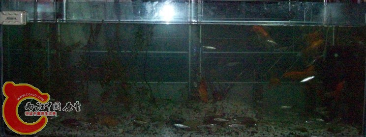 1.6m缸