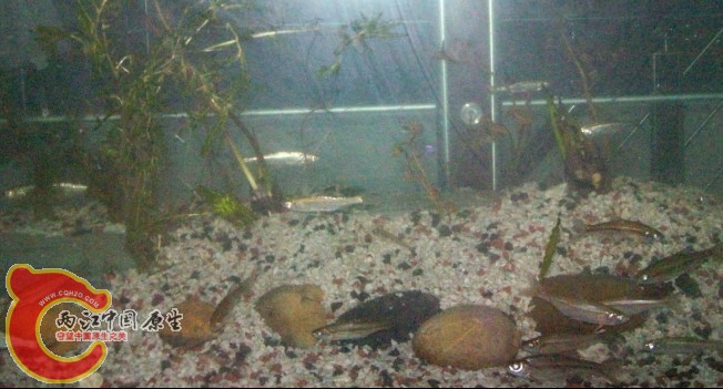 1。6m缸局部（餐条和华鳊）