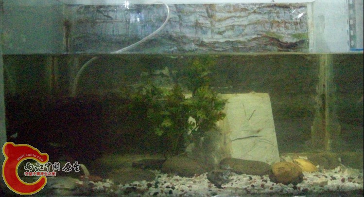 60cm虾缸