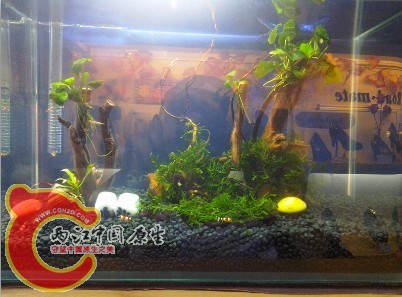 小虾缸.jpg