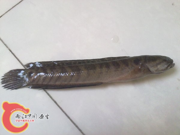 201204152501.jpg