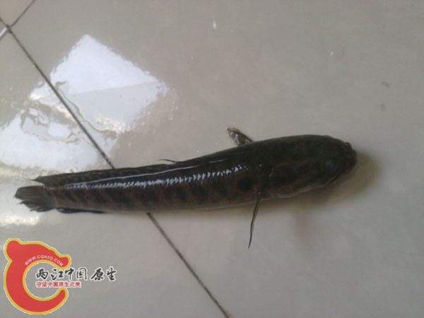 201204152503.jpg
