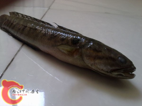 201204152504.jpg