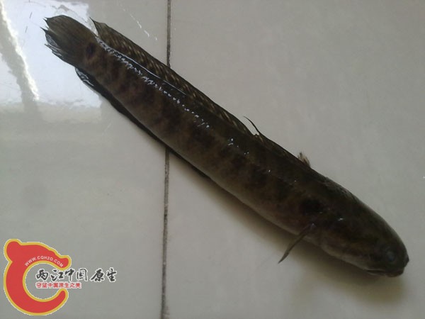 201204152505.jpg