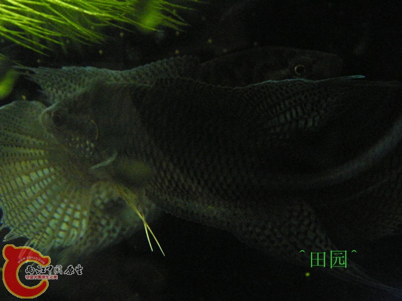 DSCF3336_副本.jpg
